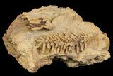 Fossil Pine Branch & Leaves Preserved In Travertine - Austria #113204-1